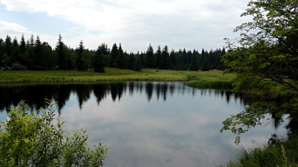 Přírodní rezervace Černý rybník  |  Krušnohorci