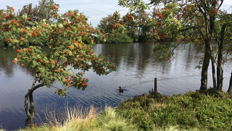 Dlouhý rybník  |  Krušnohorci