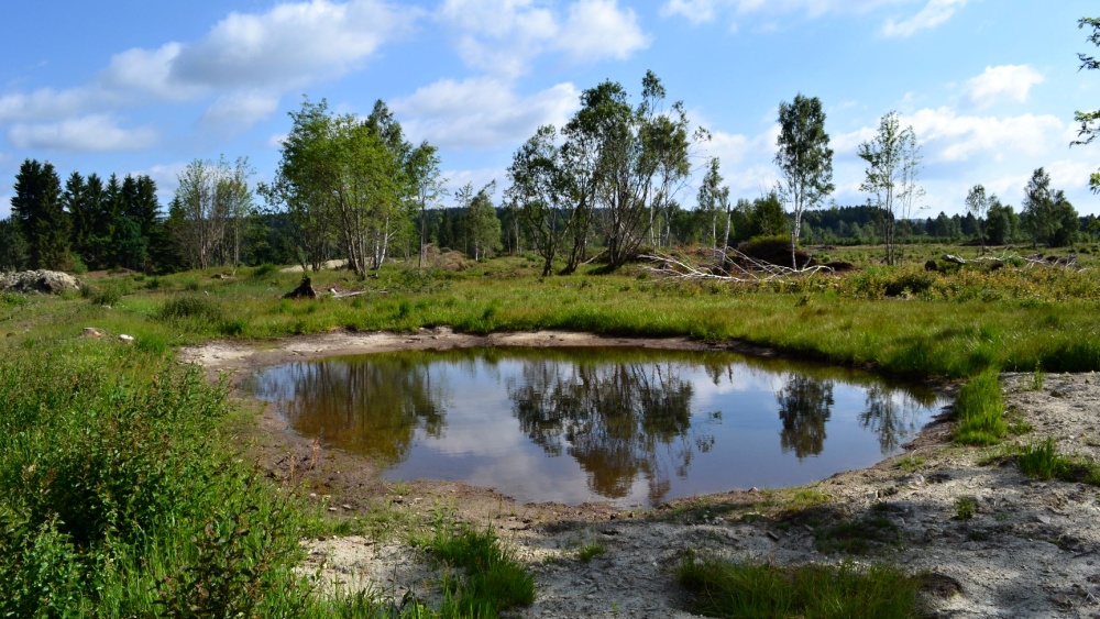 Revitalizace Perninského rašeliniště - rozsáhlá opatření proti suchu a pro přírodu