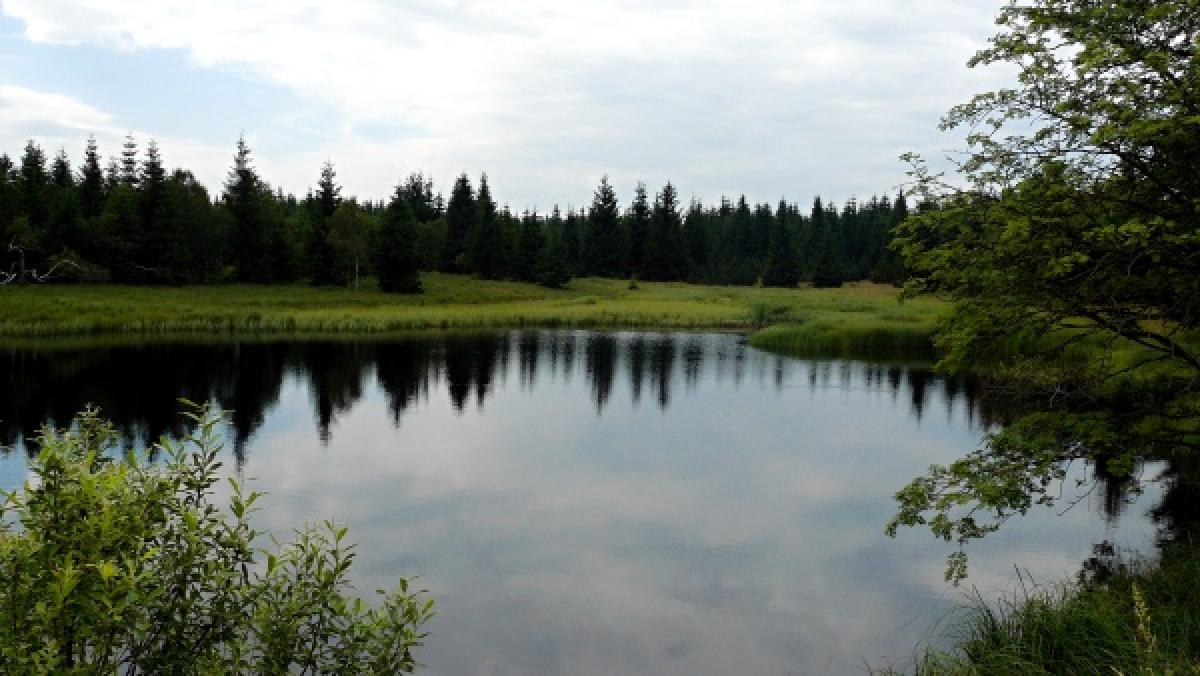 Naturreservart Schwarzer Teich