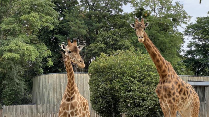 Za žirafami do Zoo Dresden | Krušnohorci
